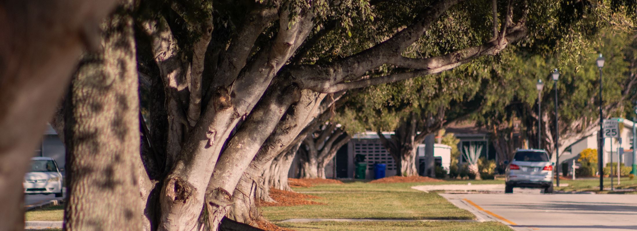 Photograph of tree lined street in Margate Florida 